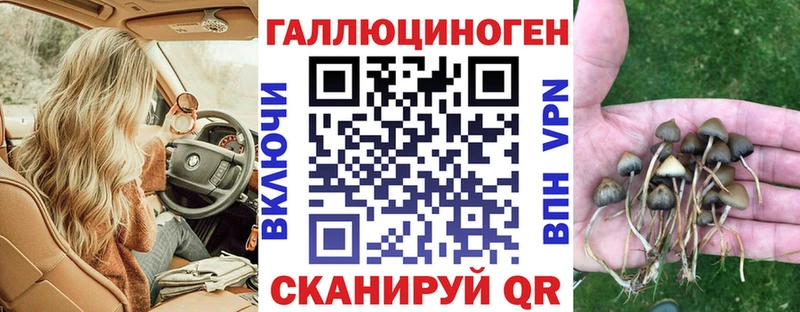 где можно купить Талица Галлюциногенные грибы Cubensis